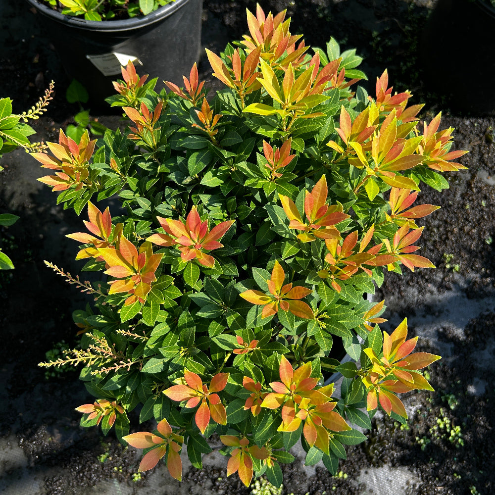 Cavatine Pieris with white bell shaped flowers and deep green foliage