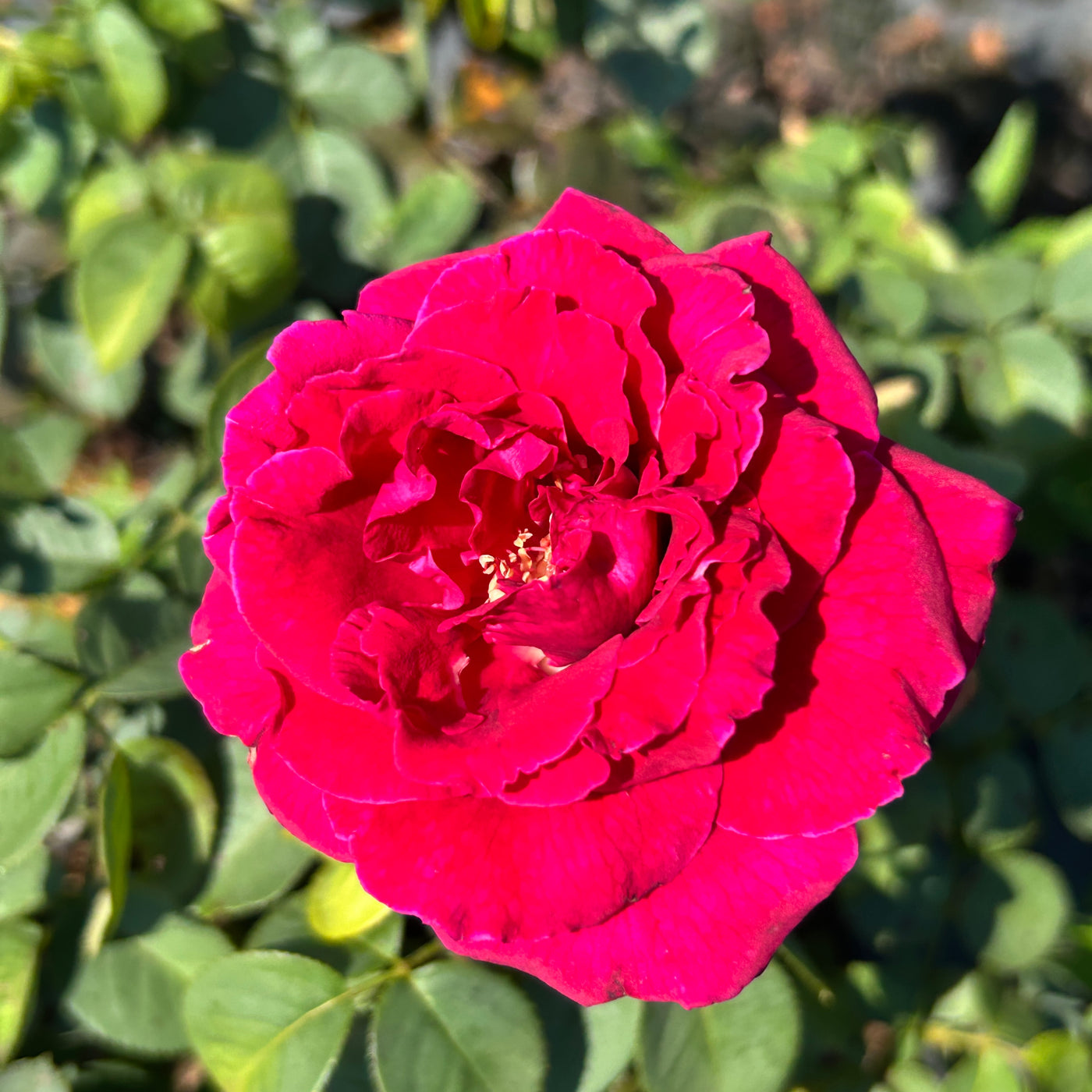 Echo® Brindabella™ Crimson Knight Rose