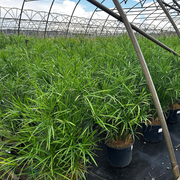 Cyperus Miniature Umbrella Plant