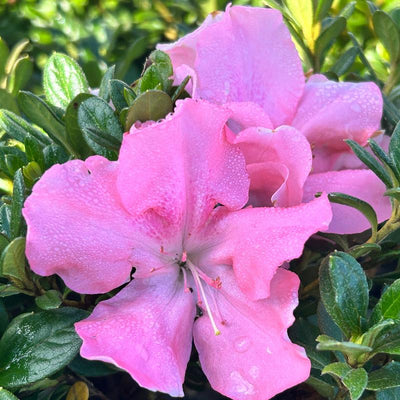 Encore® Autumn Debutante™ Azalea