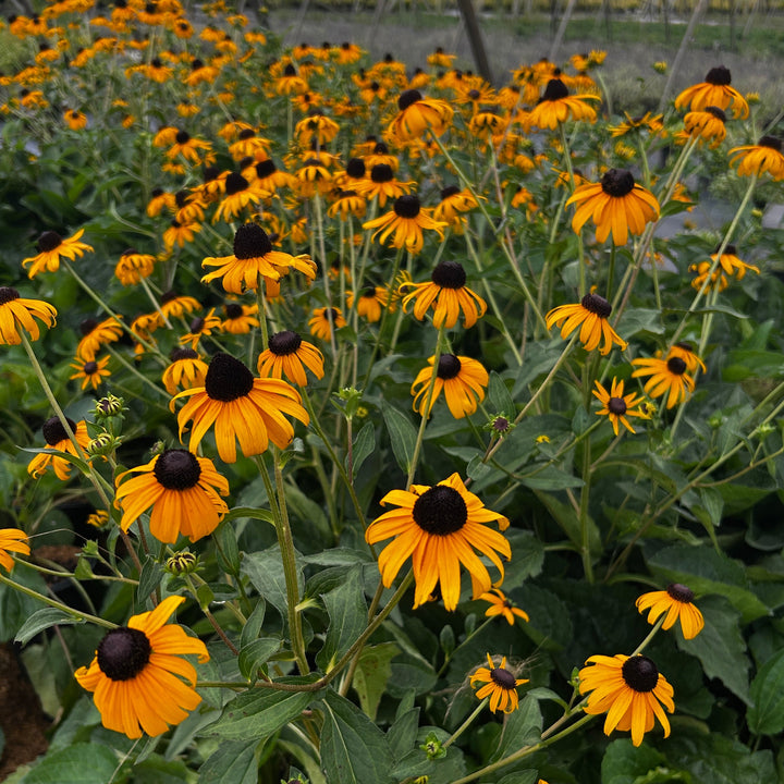 Rudbeckia Goldstrum ~ Black-Eyed Susan