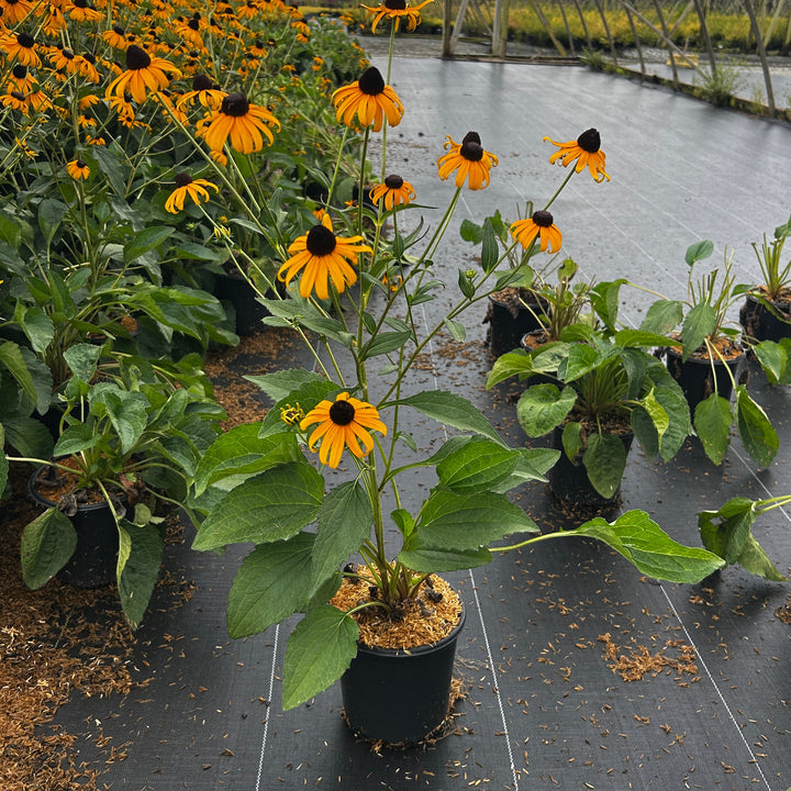 Rudbeckia Goldstrum ~ Black-Eyed Susan