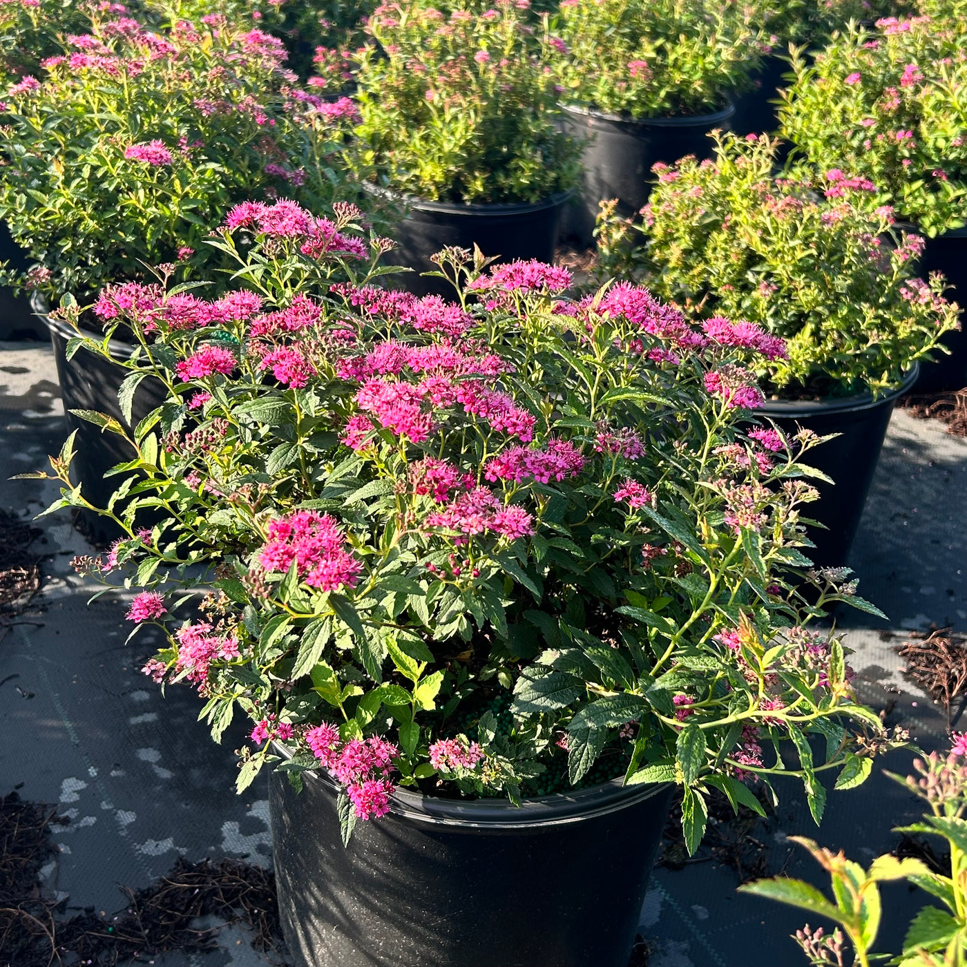 Neon Flash Spirea