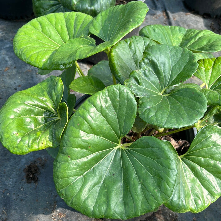 Giant Leopard Plant