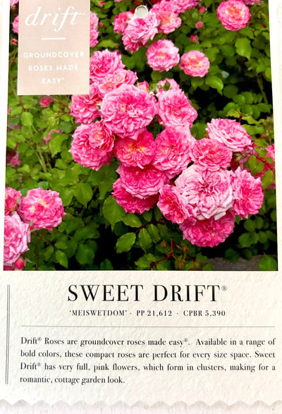 Rosa 'Meiswetdom' PP #21,612 ~ Sweet Drift® Rose