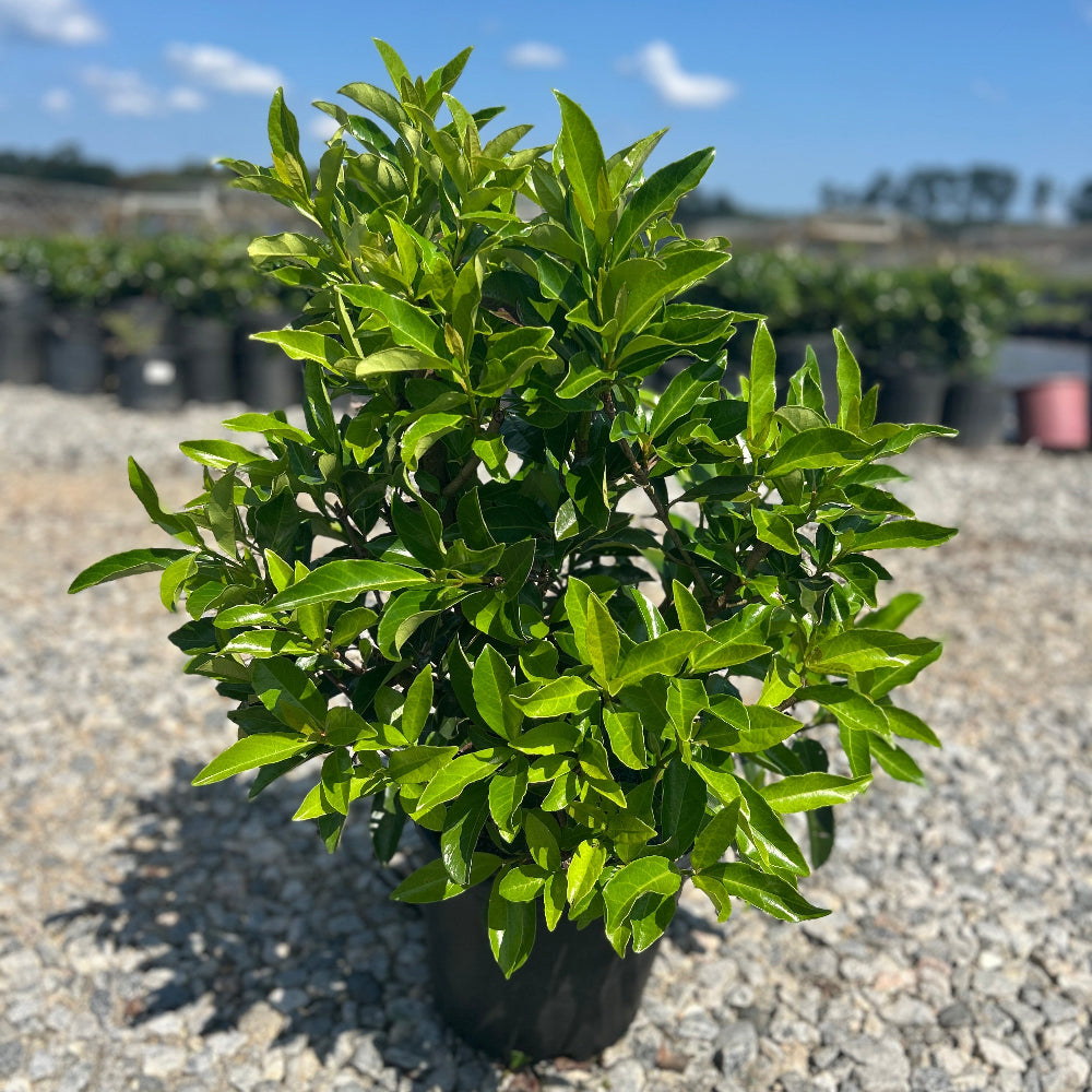 A potted green leafy plant, likely a citrus seedling or shrub, standing on a gravel surface outdoors under a blue sky with clouds.