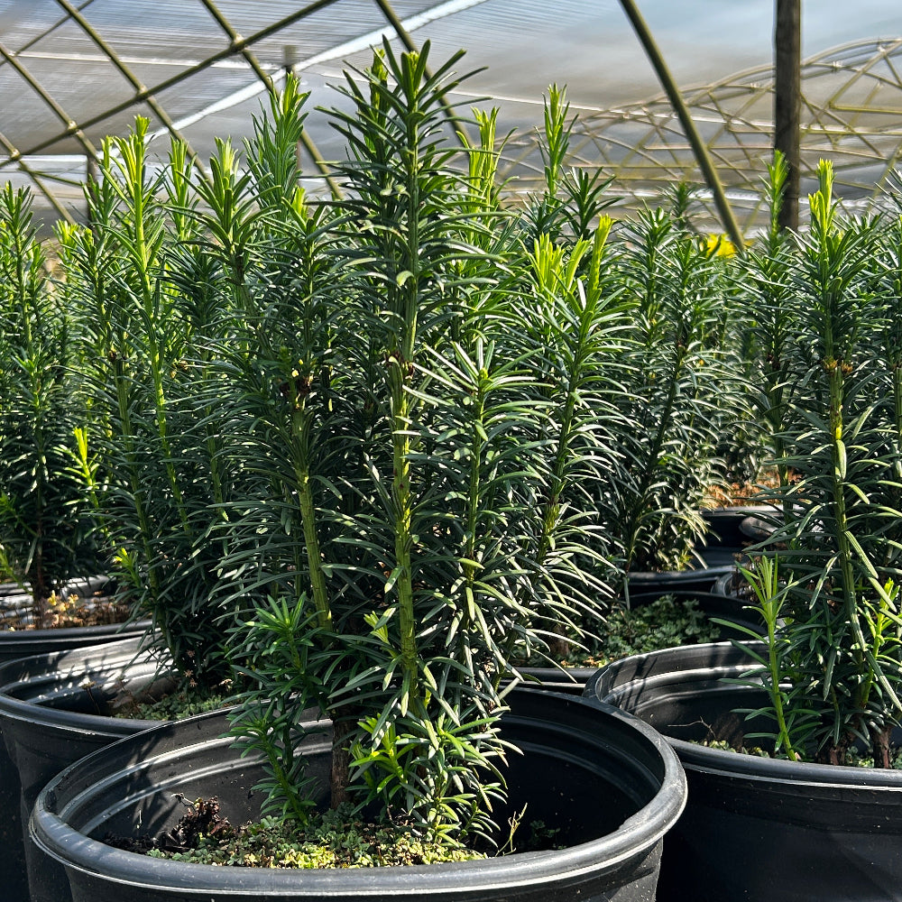 Fastigiata Japanese Plum Yew with upright dark green foliage