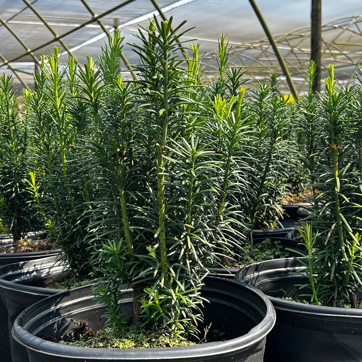 Fastigiata Japanese Plum Yew with upright dark green foliage