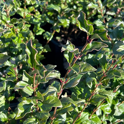 Syringa ‘Red Pixie’ ~ Red Pixie Lilac