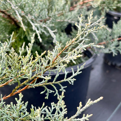 Juniperus virginiana 'Grey Owl' ~ Grey Owl Juniper