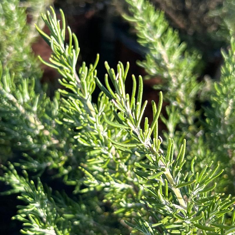 Chef’s Choice® Rosemary