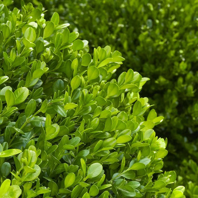 Buxus Winter Gem ~ Boxwood - GoBuyPlants