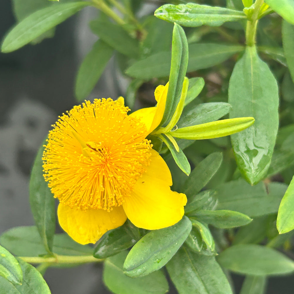 Hypericum Sunburst - GoBuyPlants