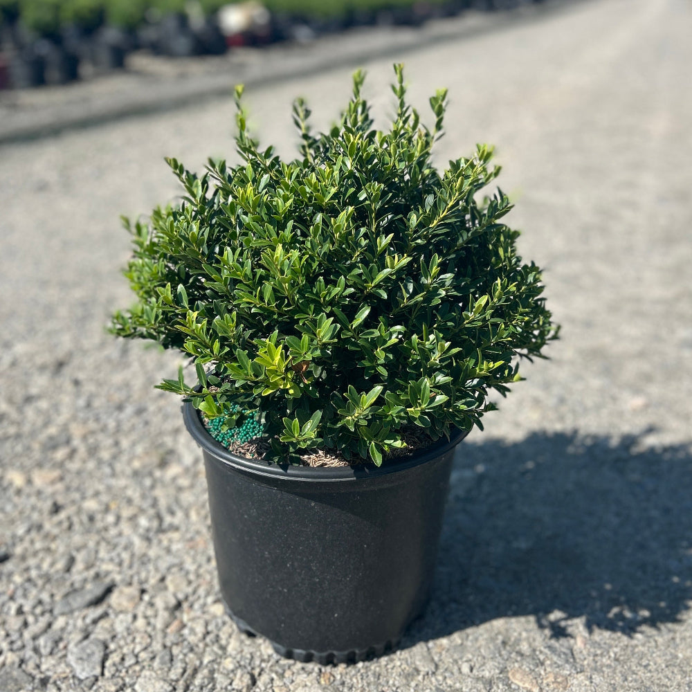 A small green shrub in a black plastic nursery pot standing on a gravel path outdoors, with rows of plants and trees blurred in the background under a blue sky.