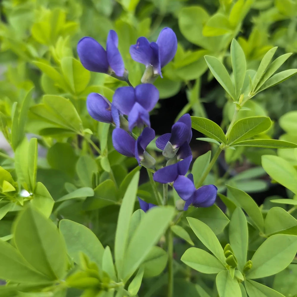 Baptisia australis Blue False Indigo with indigo blue flowers above blue green foliage