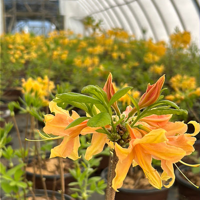 Rhododendron ‘QbackB’ PP27083 ~ Azalea Sunbow® Solar Flare