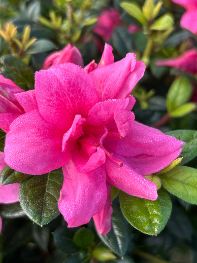 Encore® Autumn Empress™ Azalea