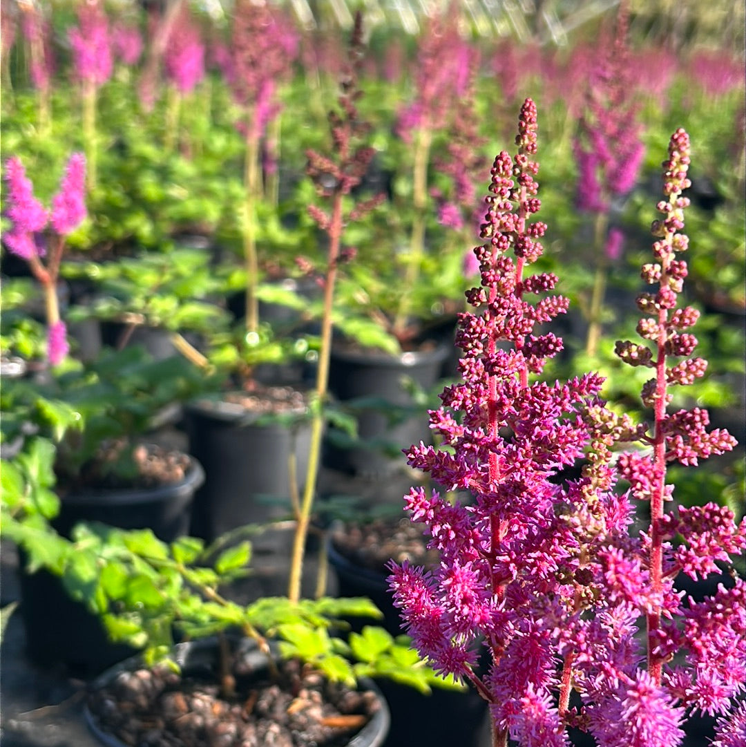 Astilbe chinensis 'Visions' ~ Visions Chinese Astilbe, False Goat's Beard