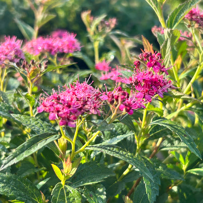 Neon Flash Spirea