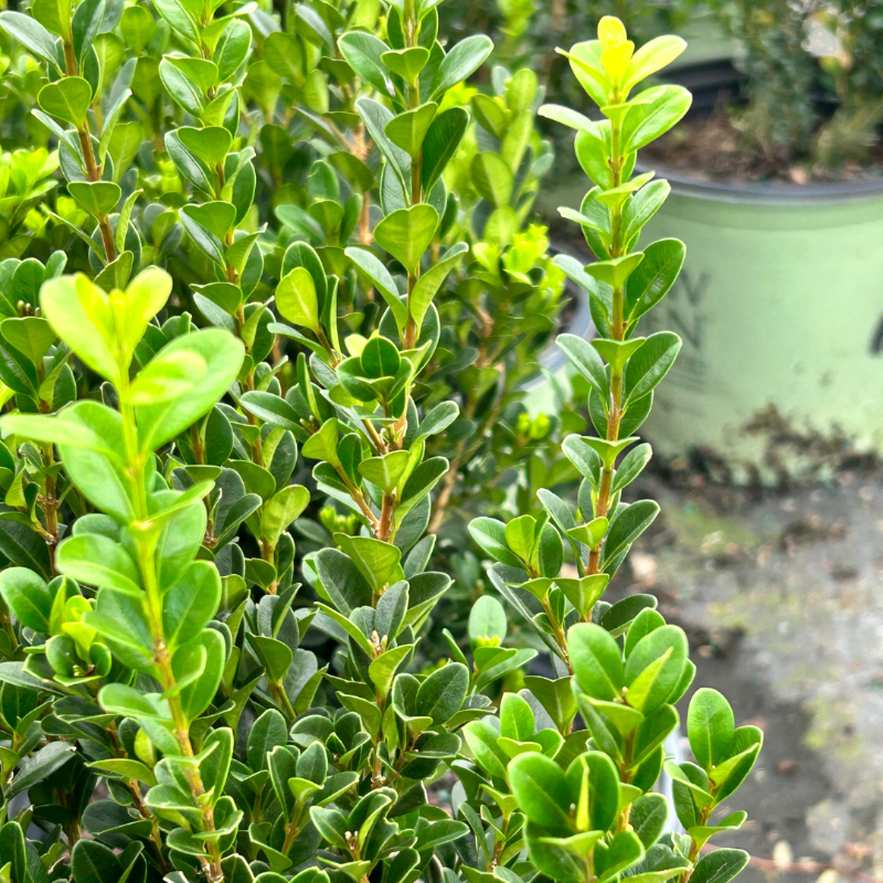 Buxus ‘SB300’ PP32421 ~ NewGen™ Freedom® Boxwood Success A