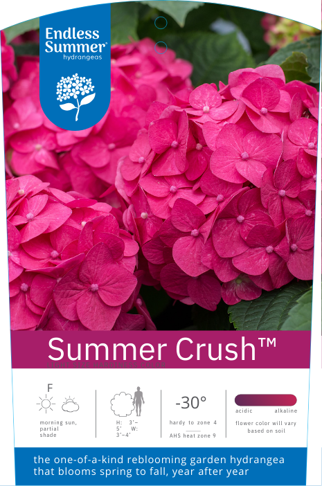 Endless Summer® Summer Crush® Hydrangea