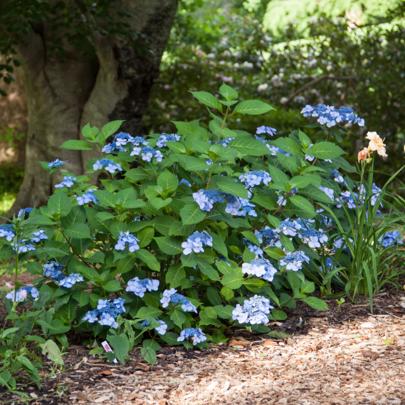 Hydrangea macrophylla 'PIIHM-I' ~ Endless Summer® Twist N Shout™ Hydrangea