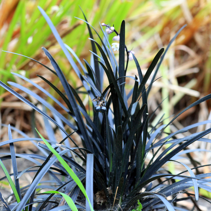 Ophiopogon Black Mondo Grass