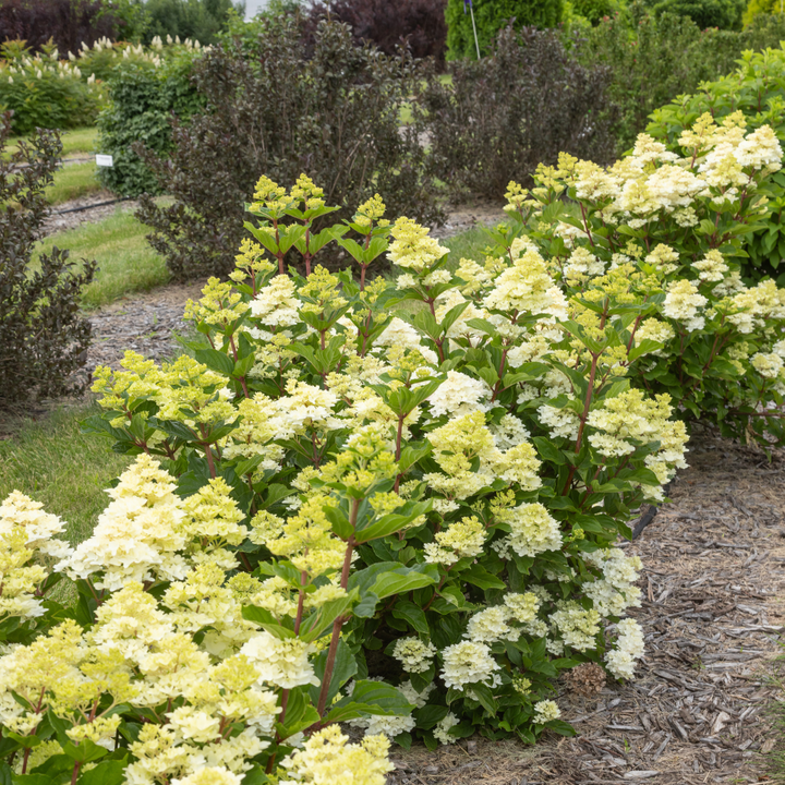 Spring Sizzle Hydrangea with deep red to rosy pink mophead flowers