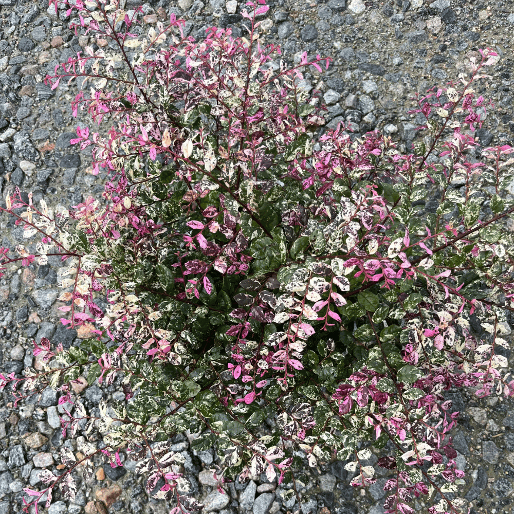 Loropetalum Jazz Hands® Variegated