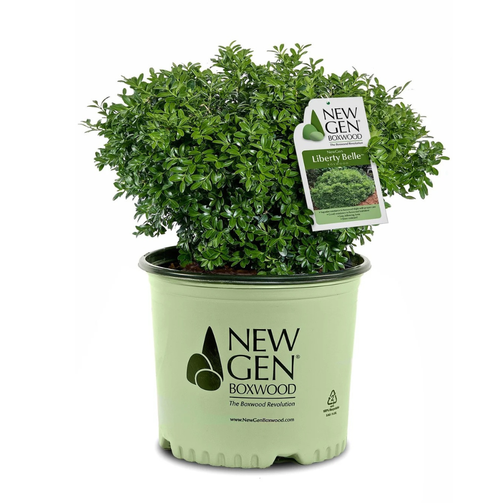 NewGen Liberty Belle® Boxwood showing its characteristic foliage and growth habit