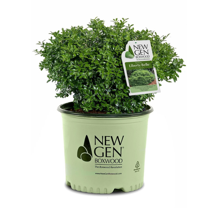 NewGen Liberty Belle® Boxwood showing its characteristic foliage and growth habit