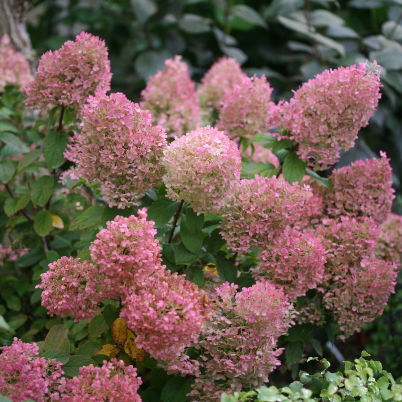 Proven Winners® Color Choice® Bobo® Hydrangea