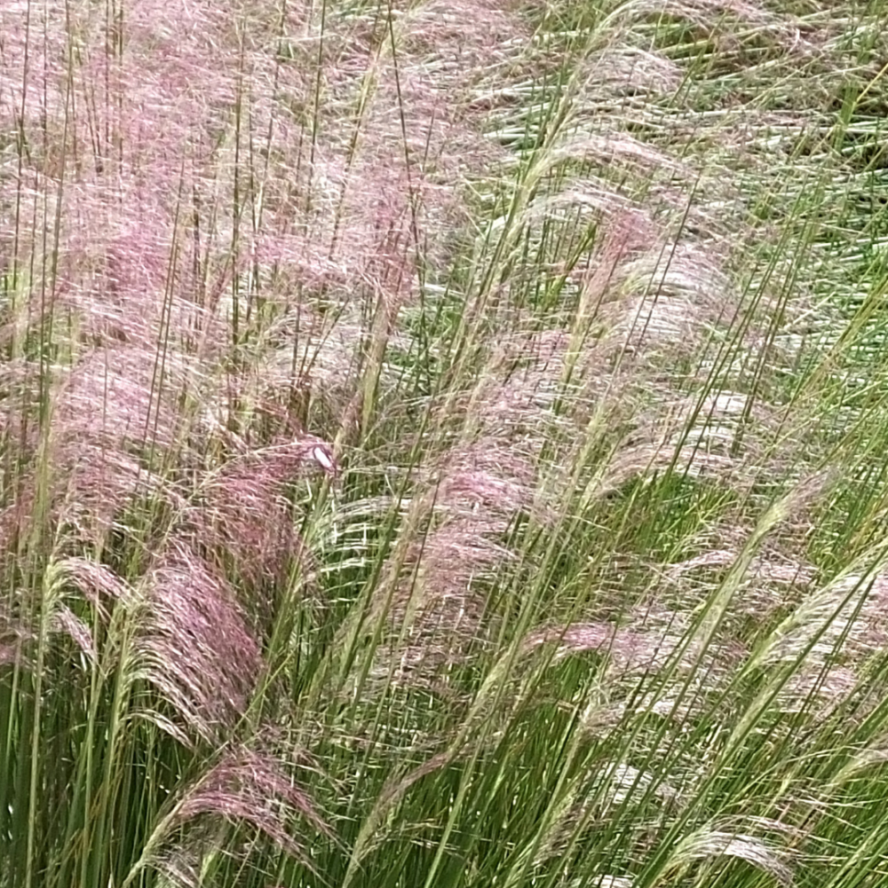 Pinkish-purple ornamental grass with long green stems and feathery seed heads swaying in a natural outdoor setting.