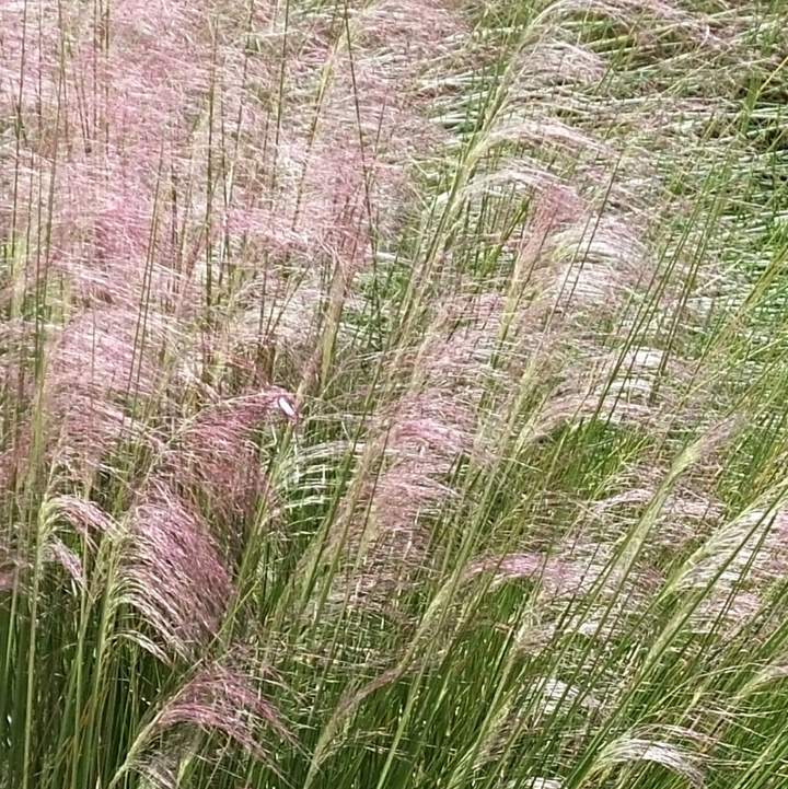 Pinkish-purple ornamental grass with long green stems and feathery seed heads swaying in a natural outdoor setting.
