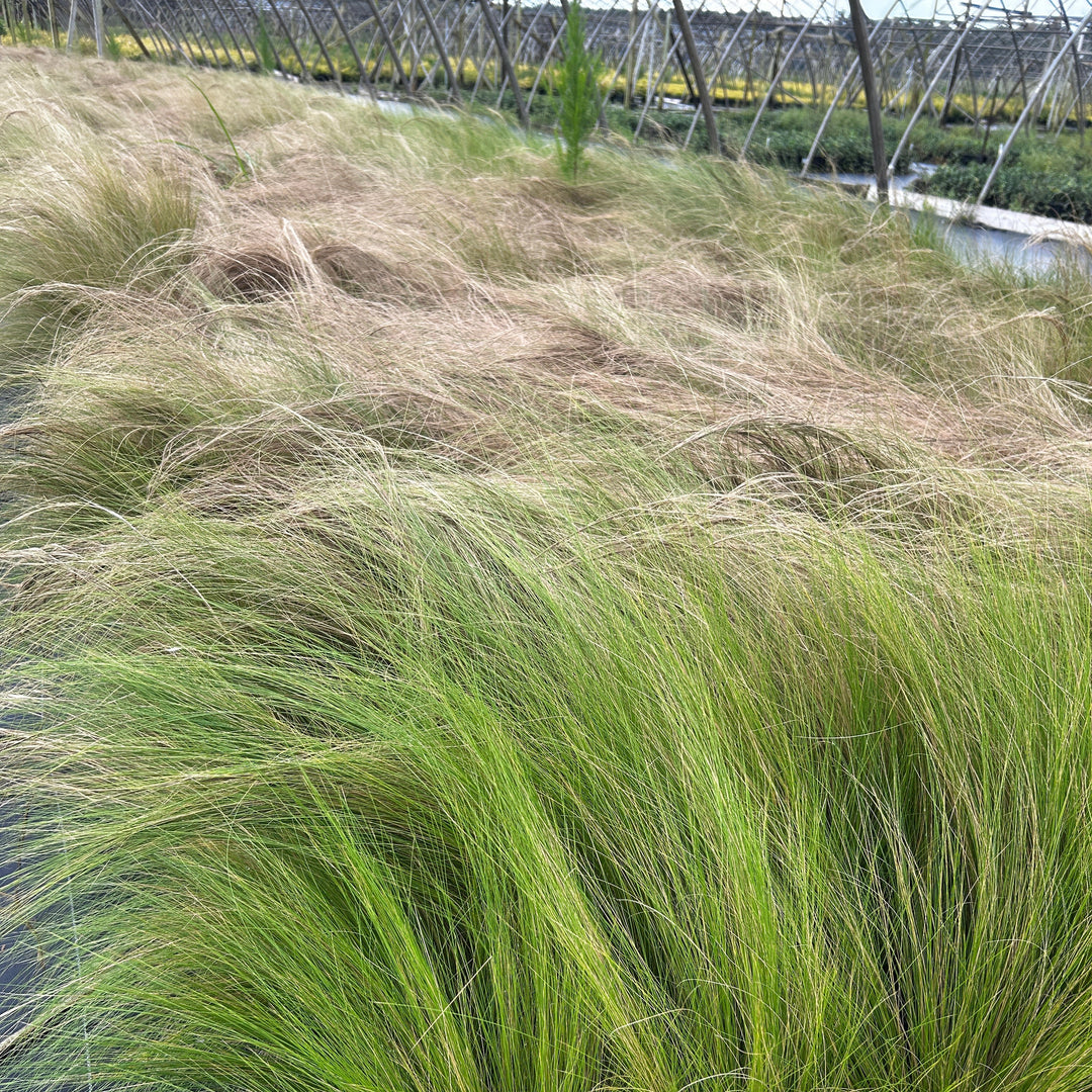 Nassella Mexican Feather Grass