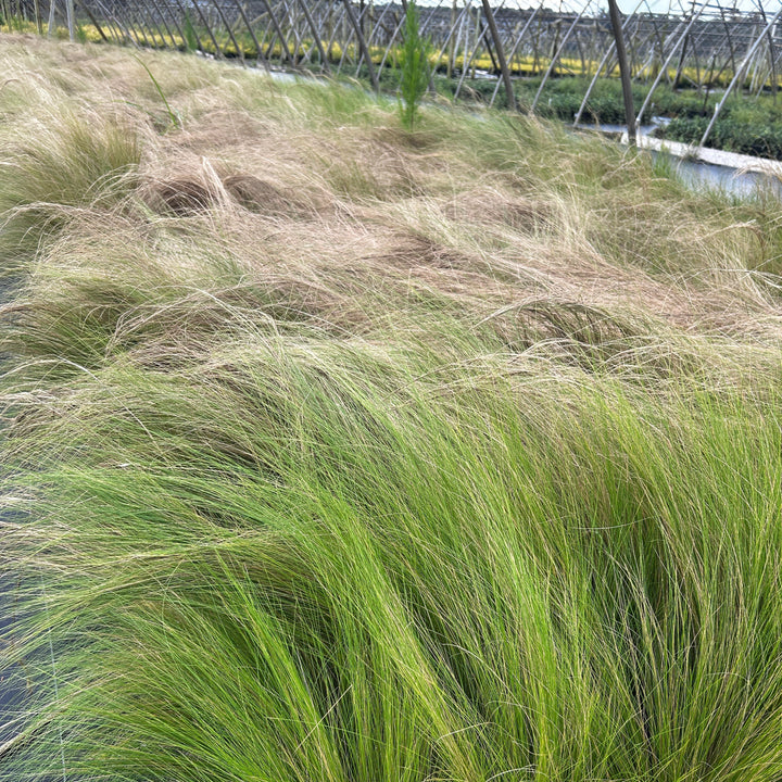 Nassella Mexican Feather Grass