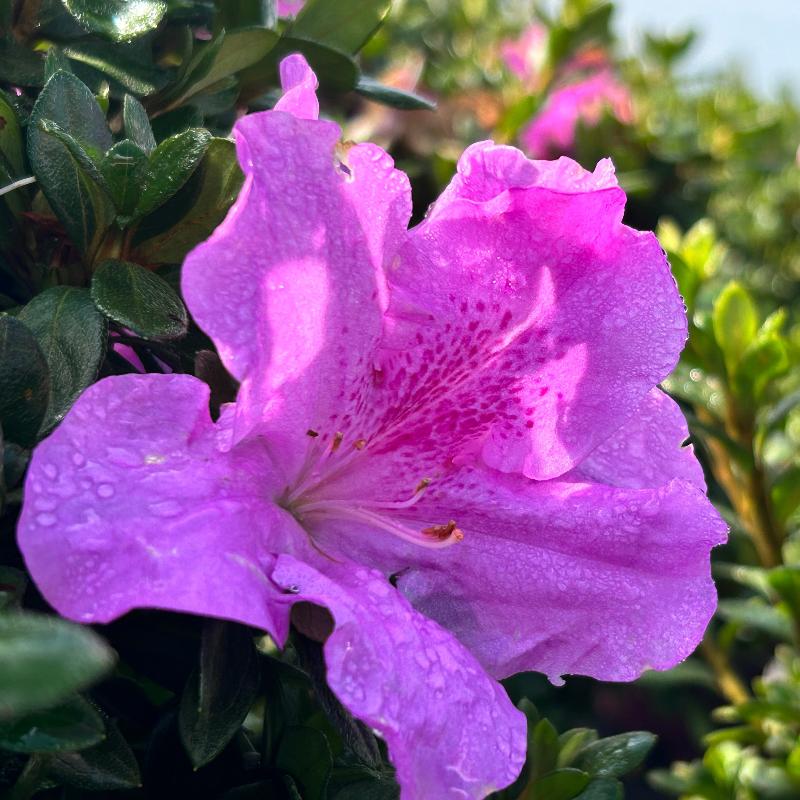 Encore® Autumn Lilac™ Azalea