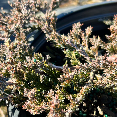 Blue Rug Juniper