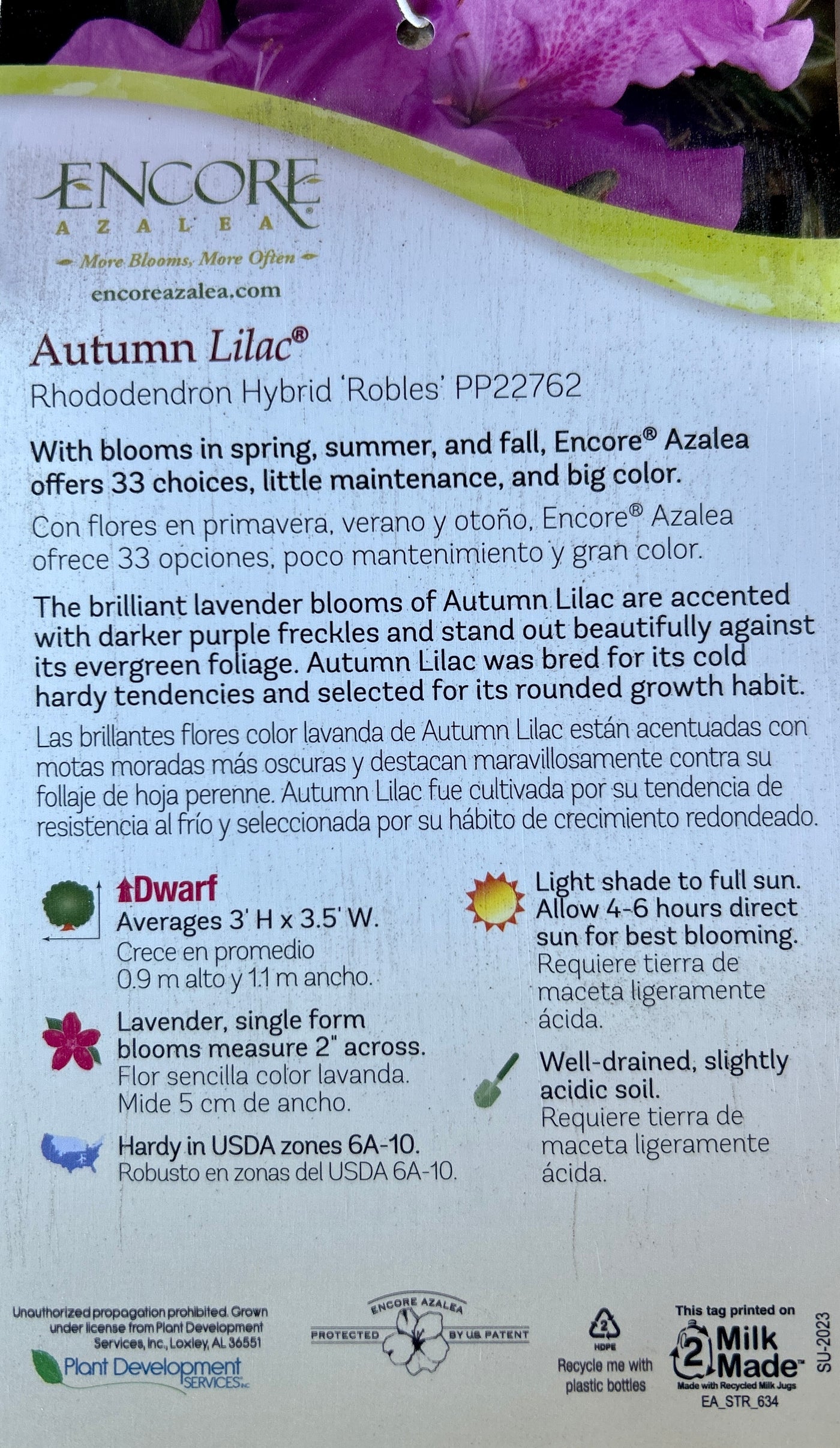 Rhododendron 'Robles' ~ Encore® Autumn Lilac™ Azalea
