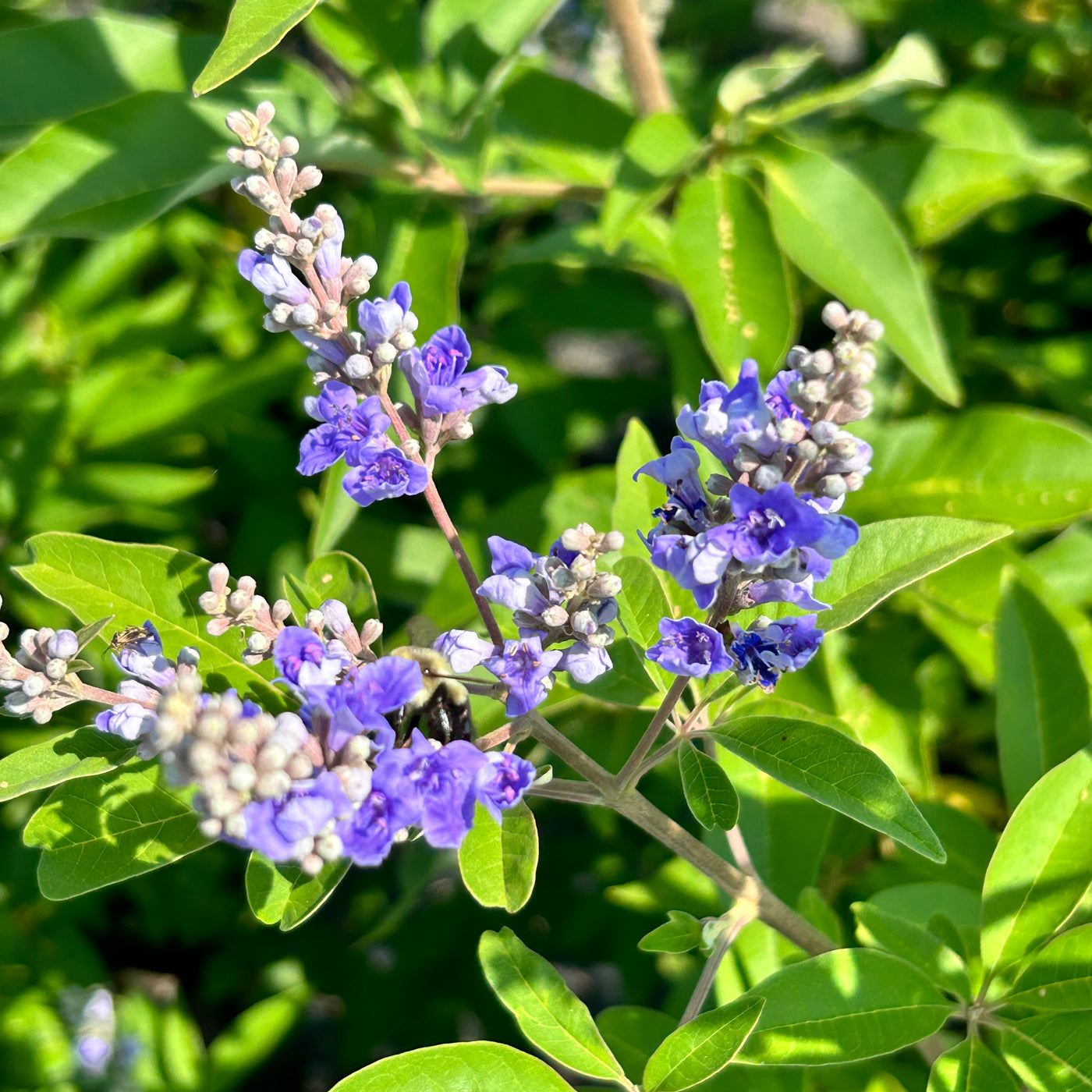 Vitex agnus-castus 'Shoal Creek’ ~ Shoal Creek Chaste Tree