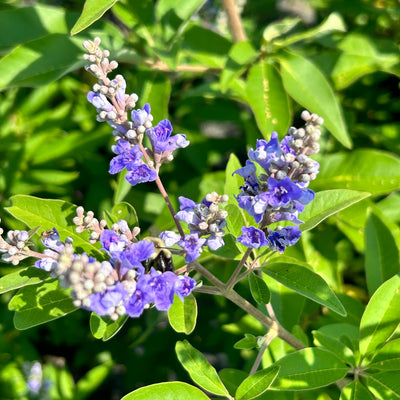 Vitex agnus-castus 'Shoal Creek’ ~ Shoal Creek Chaste Tree