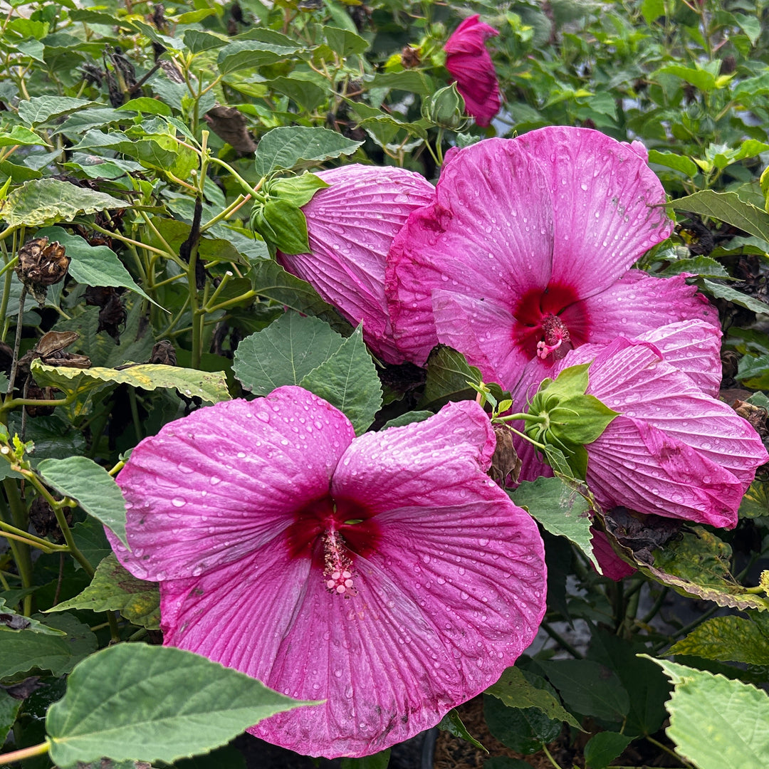 Hibiscus Luna™ Rose