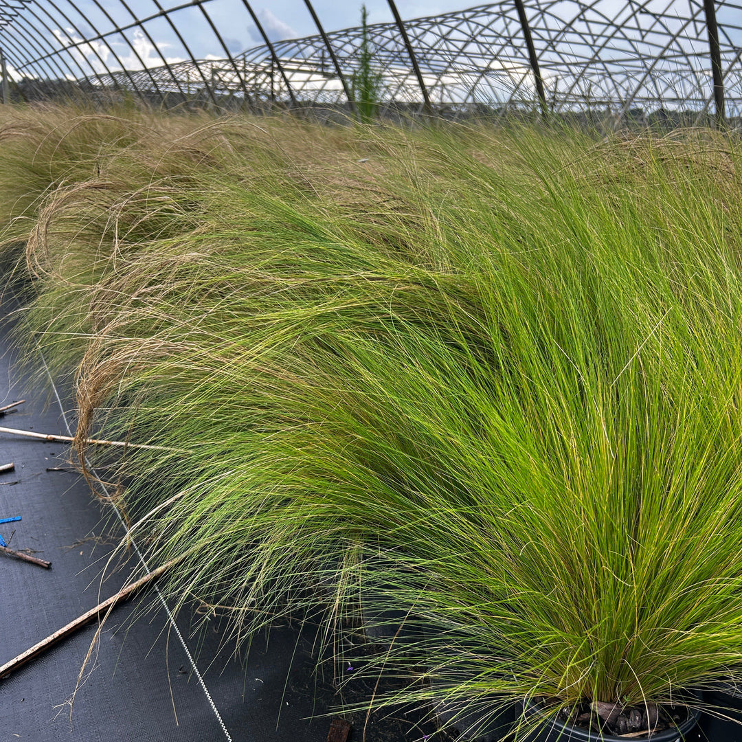 Nassella Mexican Feather Grass