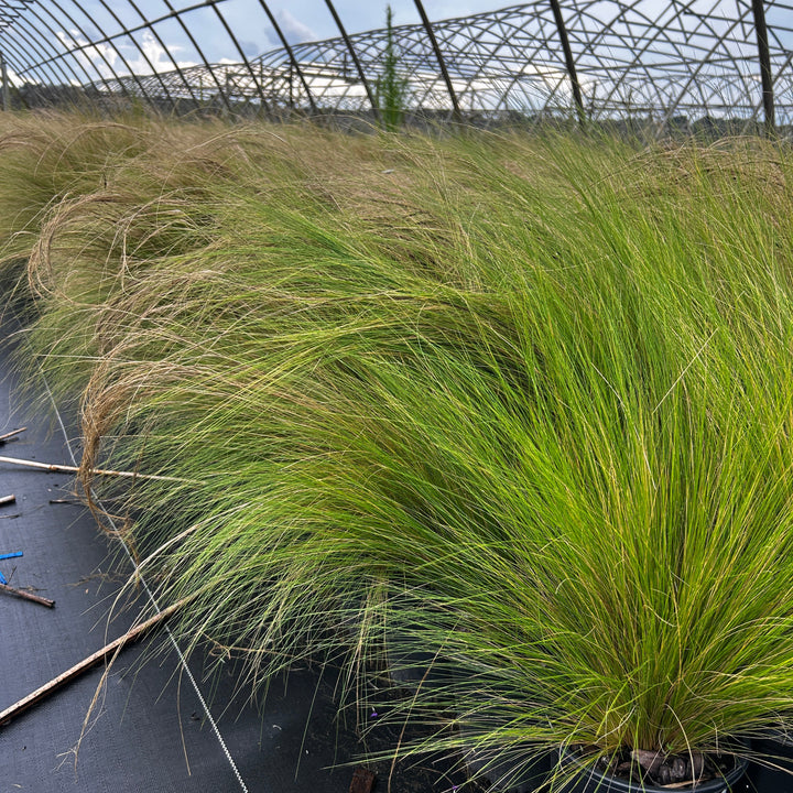 Nassella Mexican Feather Grass
