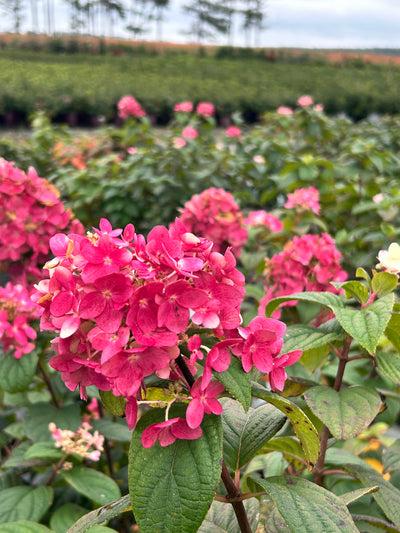 Fire Light® Hardy Hydrangea