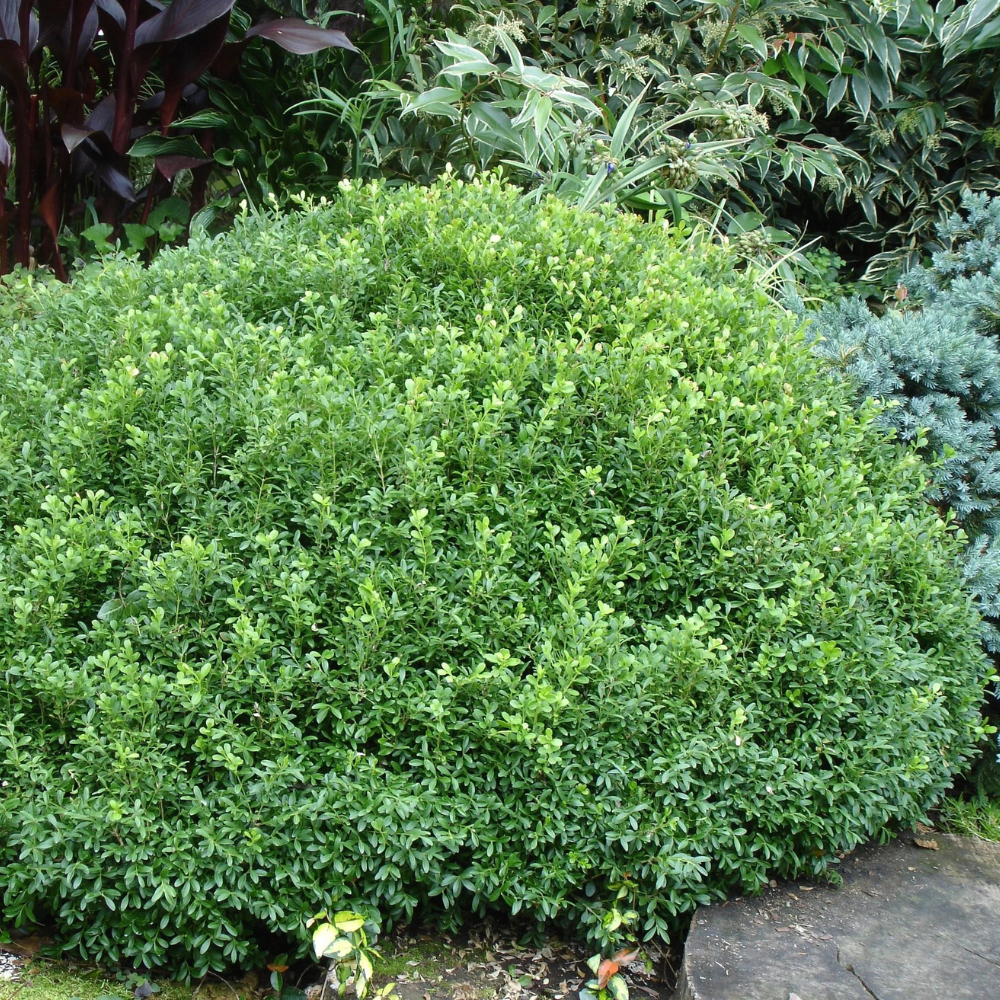 NewGen Liberty Belle® Boxwood showing its characteristic foliage and growth habit