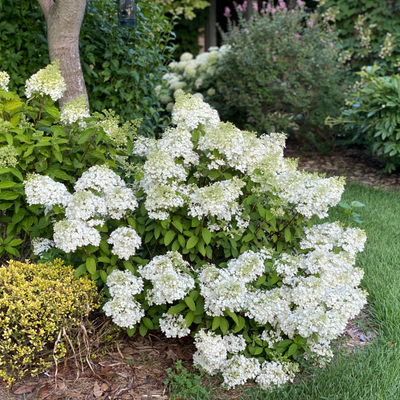 Proven Winners® Color Choice® Bobo® Hydrangea