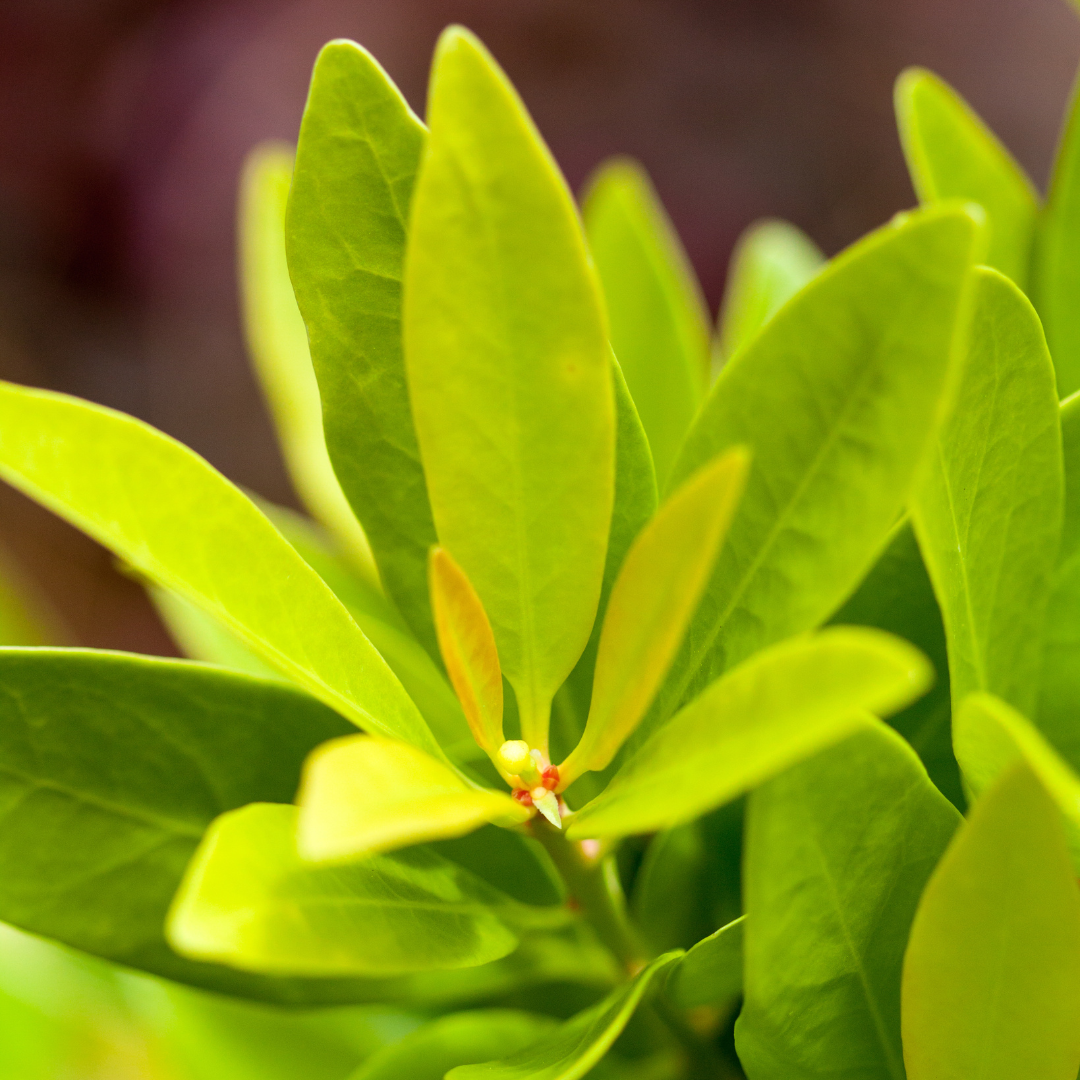 Illicium parviflorum 'PIIIP-I' ~ First Editions® Bananappeal® Yellow Anise