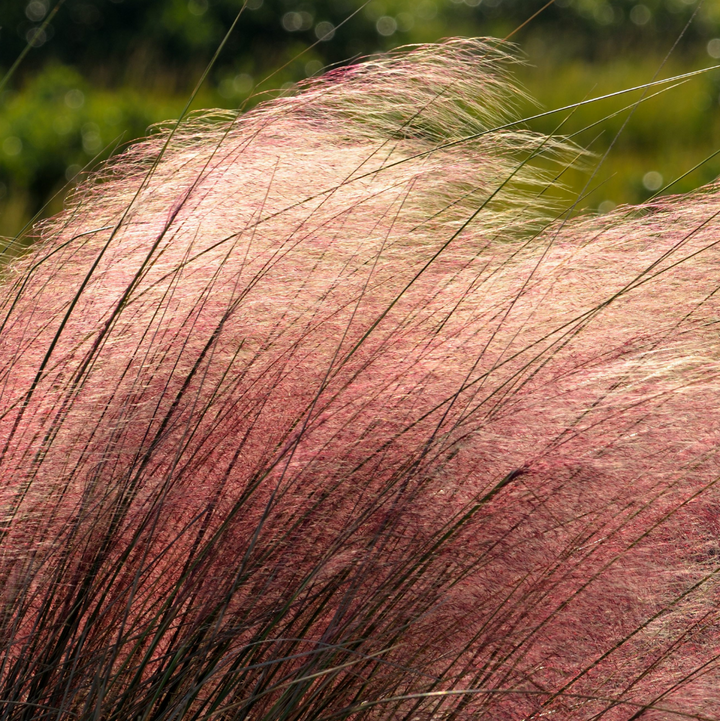 Muhlenbergia capillaris