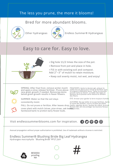Hydrangea macrophylla 'Blushing Bride' ~ Endless Summer® Blushing Bride® Hydrangea